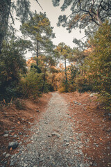 path in autumn forest