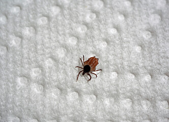 a dangerous ixodes ricinus on a white paper in summer