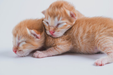 Fototapeta na wymiar Newborn kittens are sleeping on the white floor