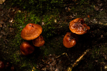 champigon bolet forêt nourriture  mousse verte