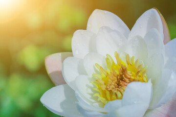 white water lily on a evening river. A closeup shot of water lilies in the pond at sunset.
