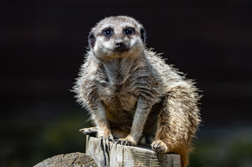 meerkat on guard duty