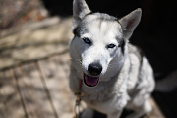 Portrait of a Husky.