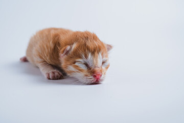 Newborn kittens are sleeping on the white floor