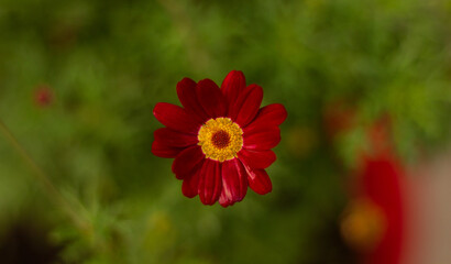 fleur nature vert petale rose 