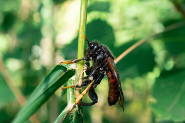 Portrait of Cimbex femoratus.