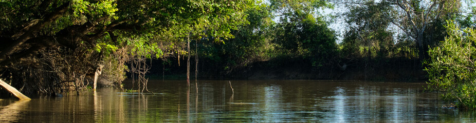 Dschungel im Pantanal