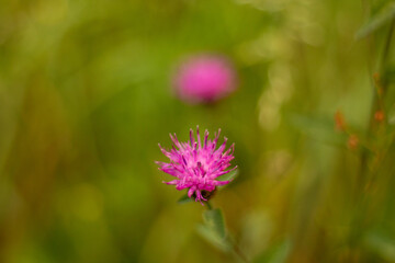 fleur nature vert petale rose 