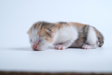 Newborn kittens are sleeping on the white floor