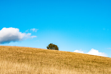 Obraz premium single tree