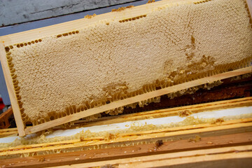 La récolte du miel chez un apiculteur