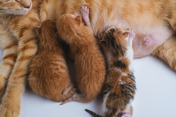 Newborn baby kittens drinking milk from their mom breast