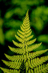 A green fern reaches skyward as it grows in our yard in the Upstate NY town of Windsor