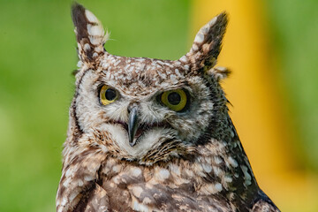 owl