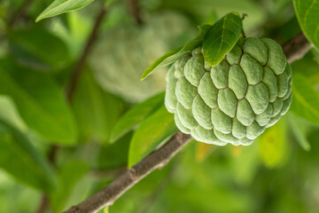 Fresh custard apple, sugar apple background and texture. Annona growing on a tree.