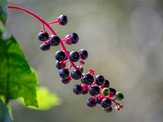 Macro of poke berries in nature