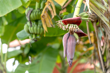 Close up banana blossom, banana flower hanging on a banana tree with bunch of raw banana in the background.