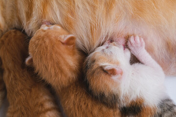 Newborn baby kittens drinking milk from their mom breast