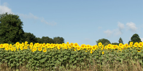 Tournesol, magnifique fleur jaune qui se tourne vers le soleil sans boussole et forment de splendides et grandioses champs pour notre plus grand plaisir