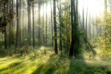 Beautiful sunny morning in the forest