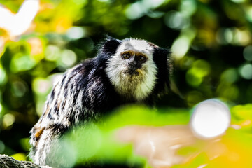 tamarin