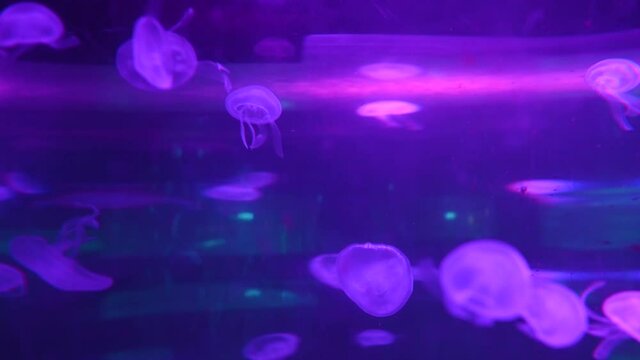 Jelly fish with neon light swimming