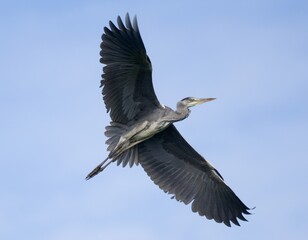 The grey heron (Ardea cinerea)