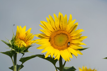 Tournesol, magnifique fleur jaune qui se tourne vers le soleil sans boussole et forment de splendides et grandioses champs pour notre plus grand plaisir