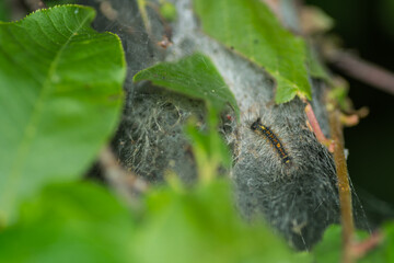 caterpillar in a web on a shrub in the spring