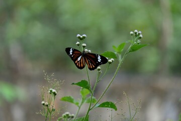 Photo of beautiful butterfly sucking flower essence