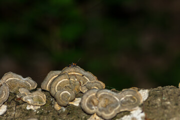 beetle at a tree sponge in the forest