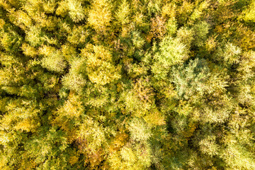 Top down aerial view of green and yellow canopies in autumn forest with many fresh trees.