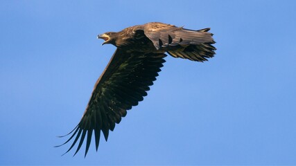 White tailed eagle  (Haliaeetus albicilla)