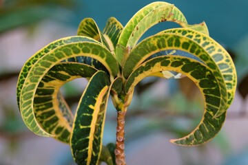 Codiaeum variegatum plant, or variegated croton plant © mirwanto