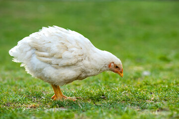 Hen feed on traditional rural barnyard. Close up of chicken standing on barn yard with green grass. Free range poultry farming concept.