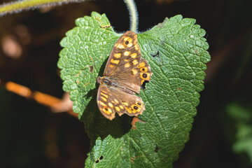 Brown butterfly on vine leaf
