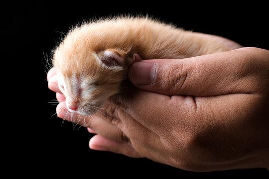 New born kitten sleeping on hand with black background