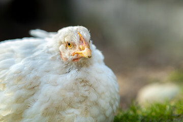 Hen feed on traditional rural barnyard. Close up of white chicken sitting on barn yard with green grass. Free range poultry farming concept.
