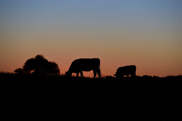 Plakat Cows grazing at sunset, Buenos Aires Province, Argentina.