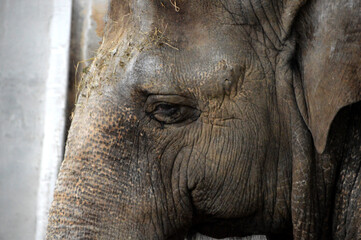 Fototapeta premium elephant in the zoo. wild animals in captivity. open cells