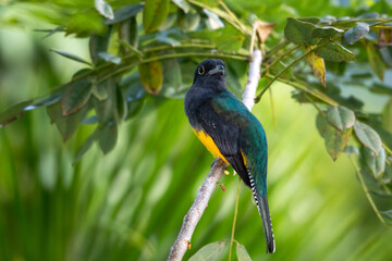 A Guinan Trogon perching in a tree.  Brightly lit bird. Bird in a tree.  A Guianan Trogon in the rainforest. Beautiful bird. Closeup of bird perching