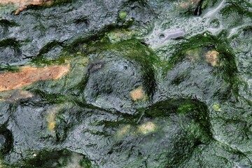 Photo of green moss surface over water, great for wallpaper and background