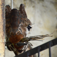 giraffe in the zoo. wild animals in captivity. open cells