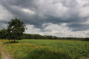 Dunkle Wolken am Himmel kündigen Unwetter an über Naturlandschaft im Sommer