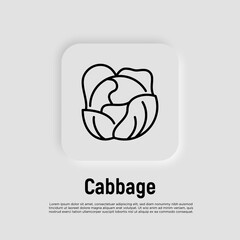 Cabbage thin line icon. Vegetable, ingridient for salad. Healthy organic food. Vector illustration.