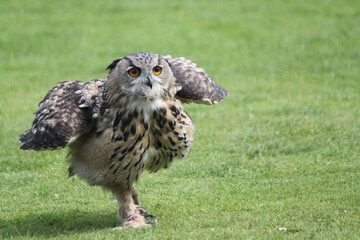 Owl