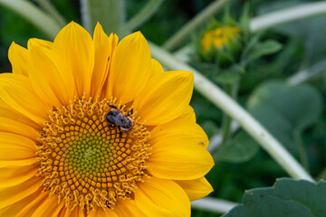 Closeup of bumble bee on yellow sunflower in field
