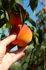 Harvesting peaches. Female hand touching fresh ripe peach on branch of peach tree in orchard.