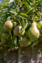 Close up of pears growing on tree