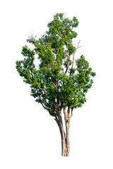 green tree isolated for design on white background